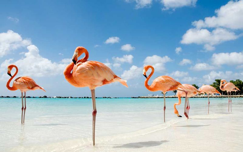 Flamingo Beach, Renaissance Island, Aruba