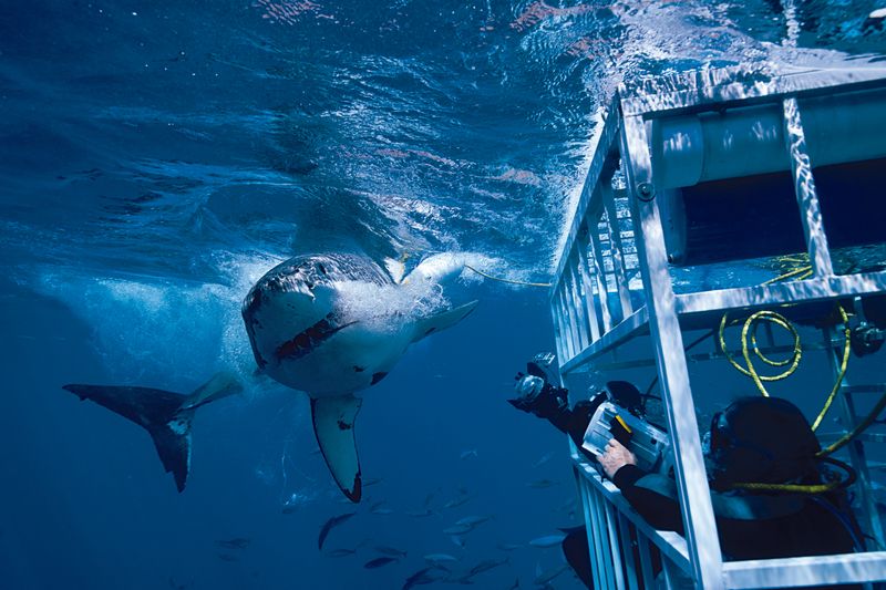 Cage Diving With Great White Sharks in South Africa