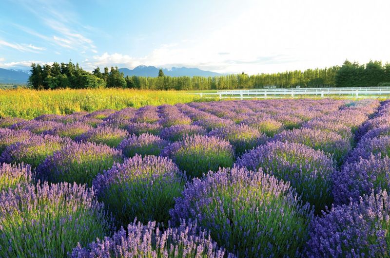 Provence, France → Sequim, Washington