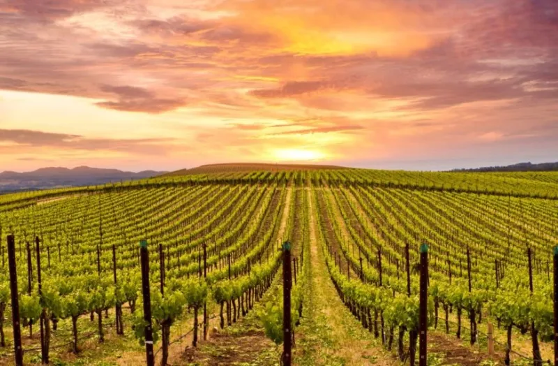Napa Valley, California
