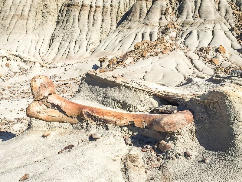 Dinosaur Provincial Park, Alberta, Canada