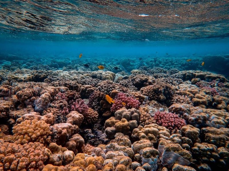 Rodrigues Island, Mauritius: The Authentic Alternative