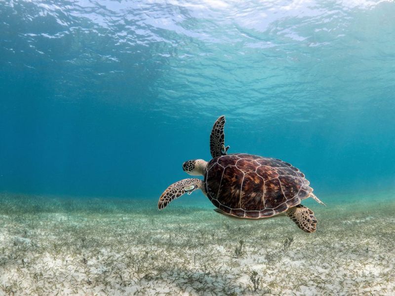 Snorkeling Spots Only Locals Talk About