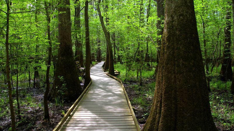 Congaree National Park, South Carolina