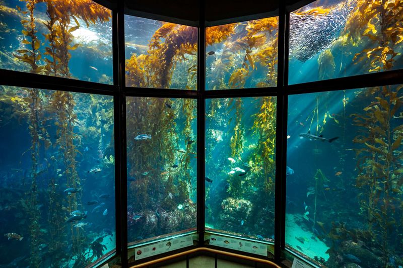 Monterey Bay Aquarium - California