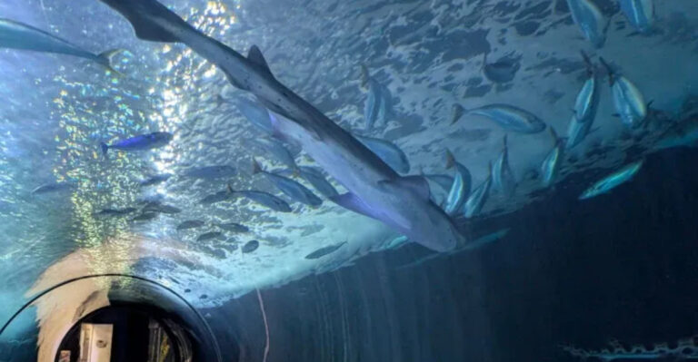 I’ve Been To 15 US Aquariums That Left Me Speechless And Every One Is Worth Visiting