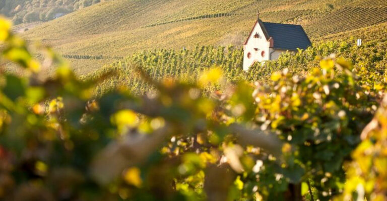 I’ve Escaped To 8 Wine Regions Perfect For Solo Travel + 4 That Felt Like They Belonged To Party-Hungry 20-Somethings