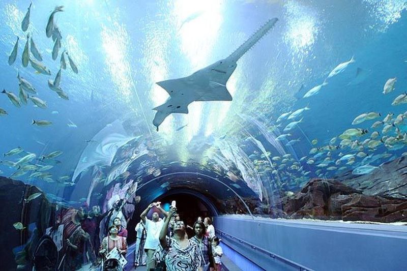 Georgia Aquarium - Atlanta, Georgia