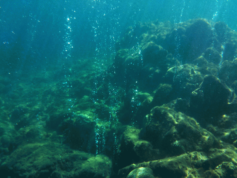 Champagne Reef, Dominica