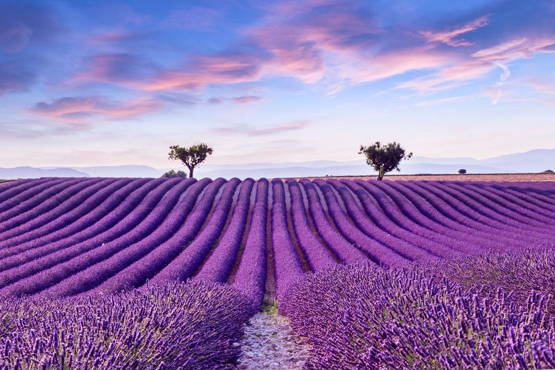 Provence Lavender Fields, France