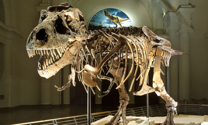Field Museum's Sue The T. Rex – Chicago, Illinois