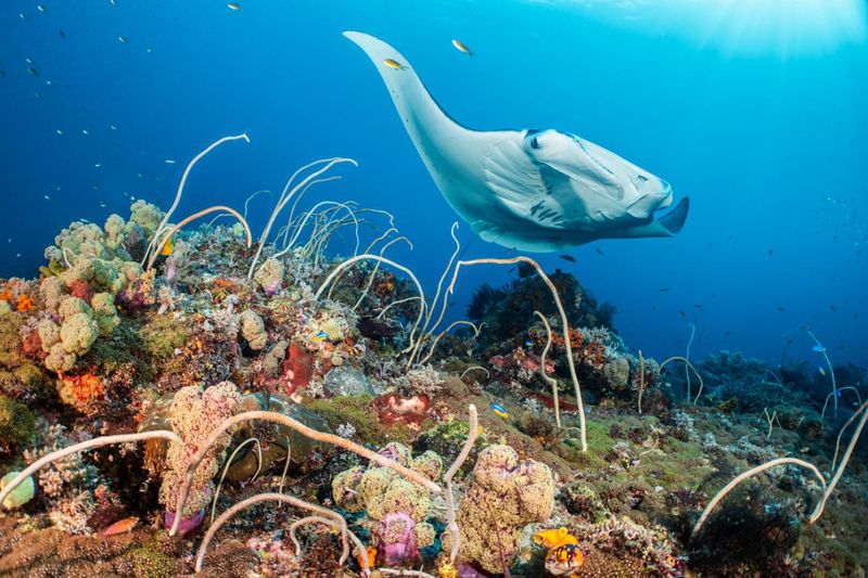 Raja Ampat, Indonesia - Underwater Paradise