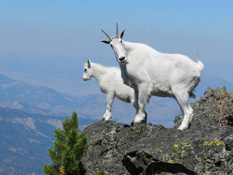 Goat Lick Overlook's Wildlife Spectacle