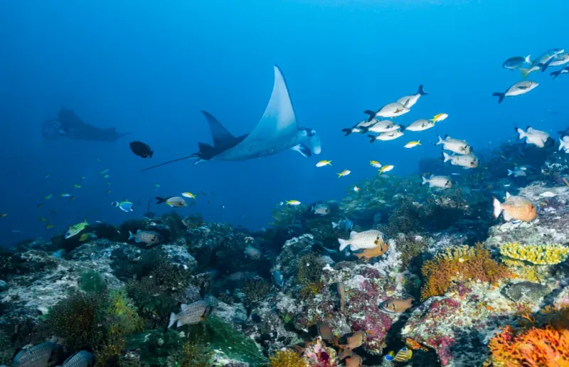 The Maldives' Underwater World