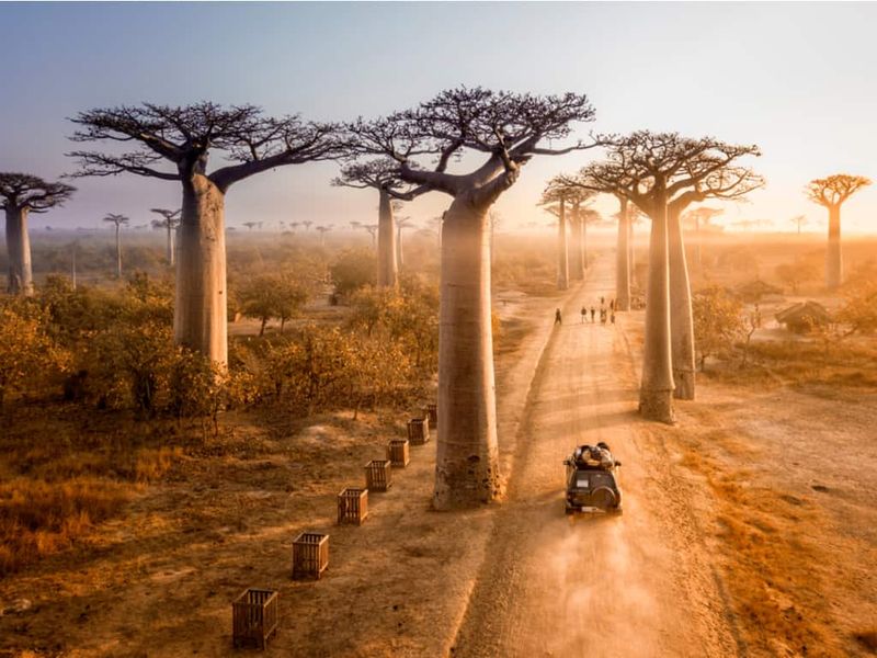 Madagascar's Avenue of the Baobabs