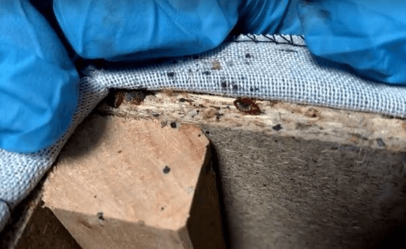 JFK's Budget Inn Express: Bedbugs and Breakdowns