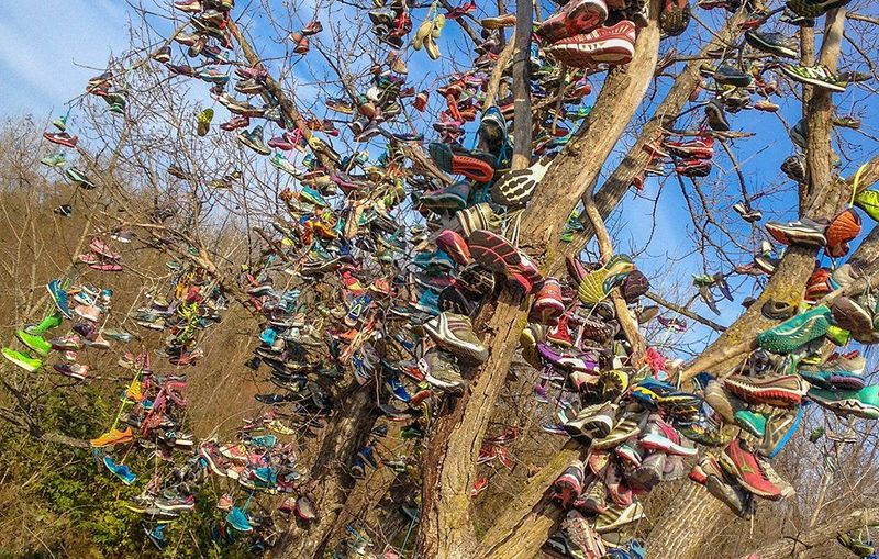 The Shoe Tree