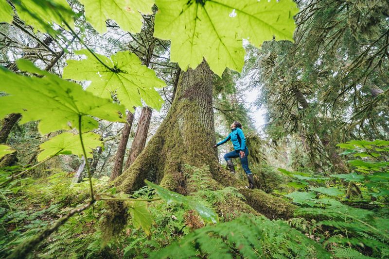 Tongass National Forest