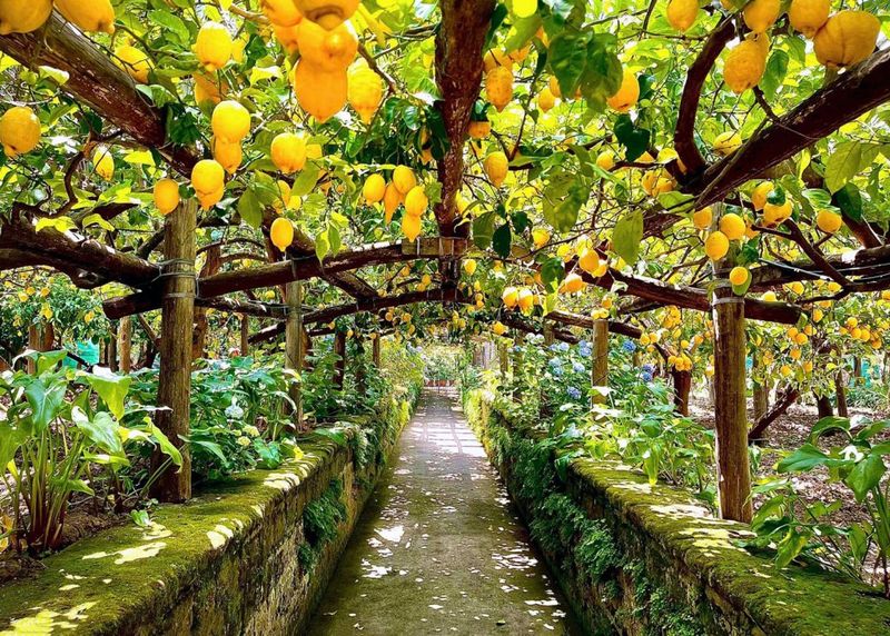 Stroll Through Ancient Lemon Groves