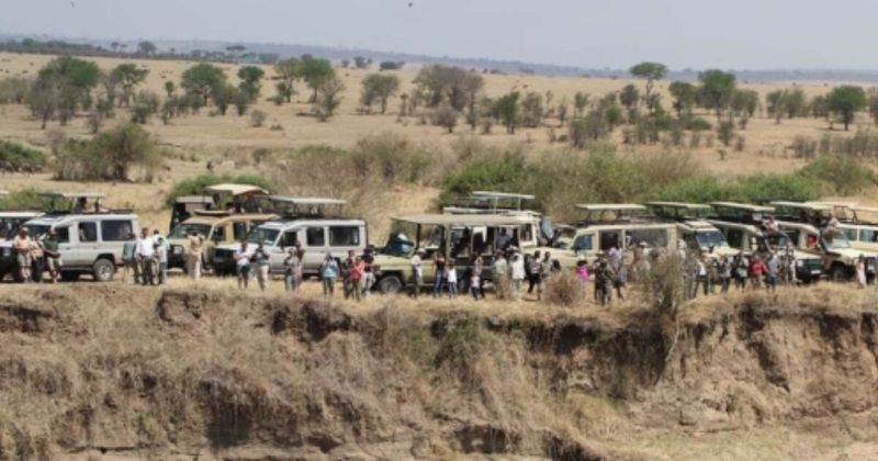 Tourist Trap Safari in a Crowded Game Reserve