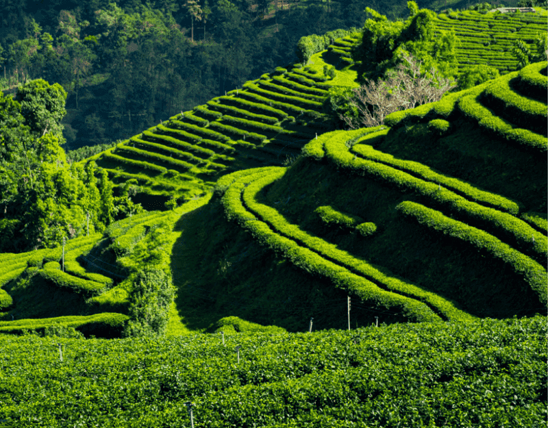 Tea Plantations At Doi Mae Salong
