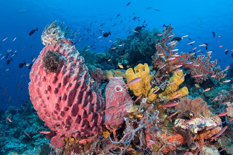 Wakatobi, Indonesia: Biodiversity Wonderland
