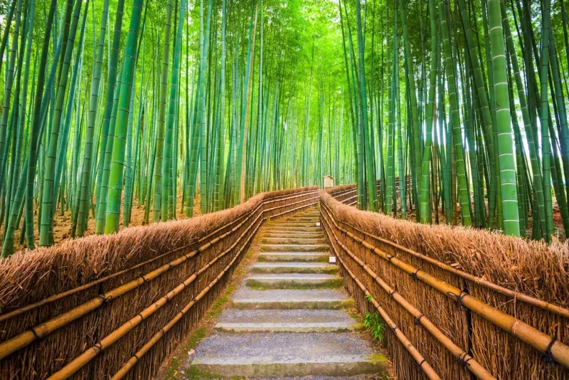 Kyoto: Japan's Temple Haven