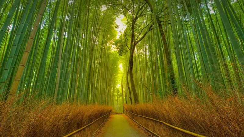 Kyoto's Bamboo Forest Tranquility