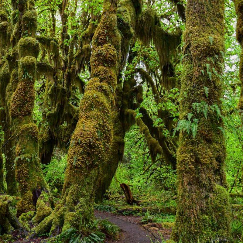 Olympic Peninsula, Washington