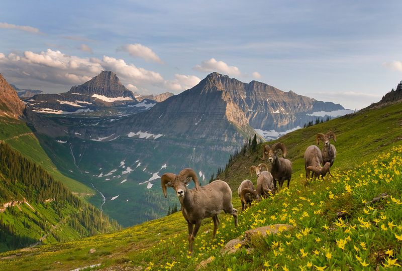 Montana