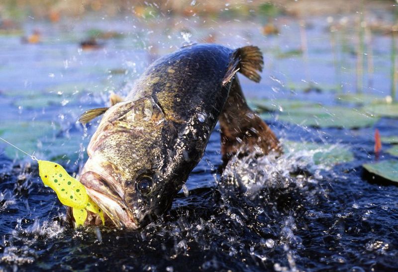 Lake Istokpoga Fishing And Birding