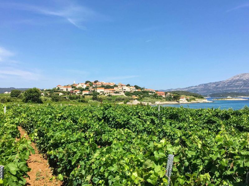 Local Wines from Sun-Drenched Vineyards