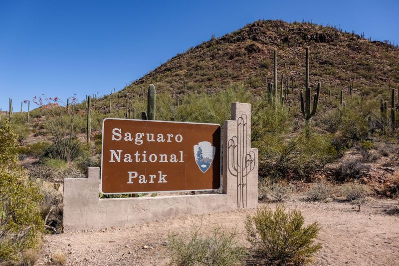 Saguaro National Park's Cactus Forest