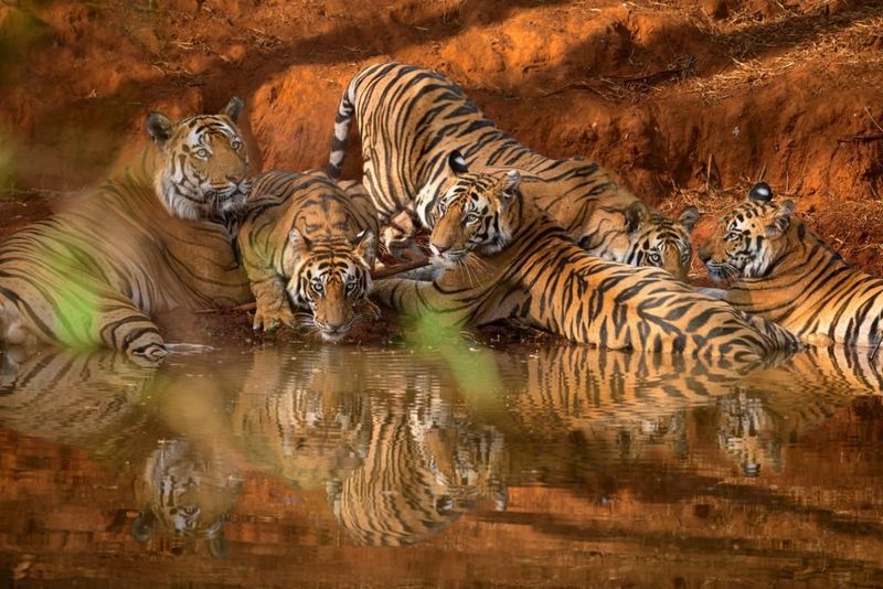 India - Maintaining 104 National Parks