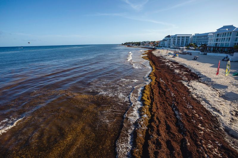 Sargassum Seaweed Invasions