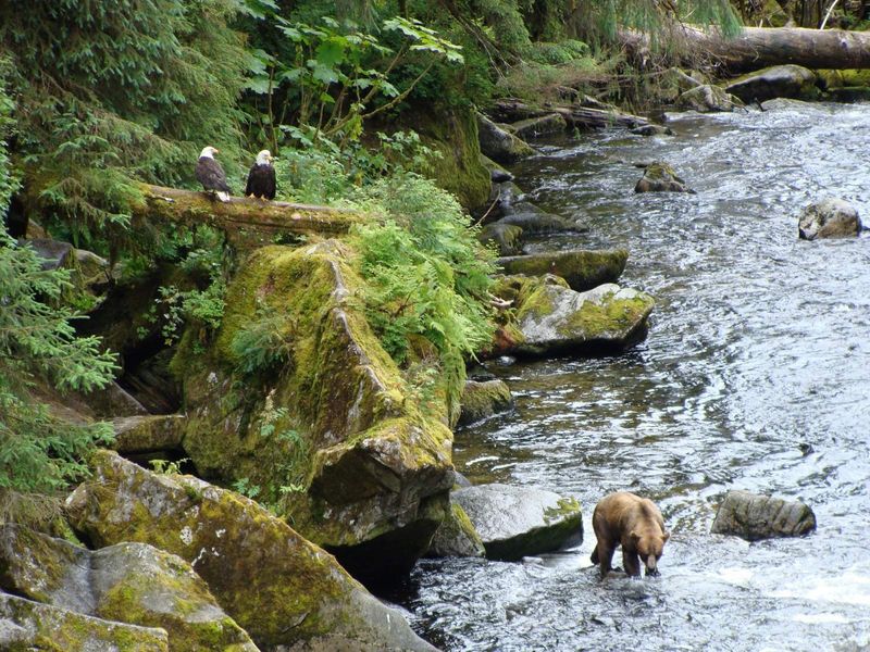 Anan Creek Wildlife Observatory