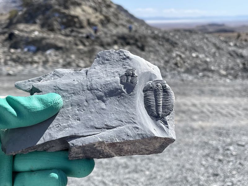 Delta's U-Dig Fossil Quarry