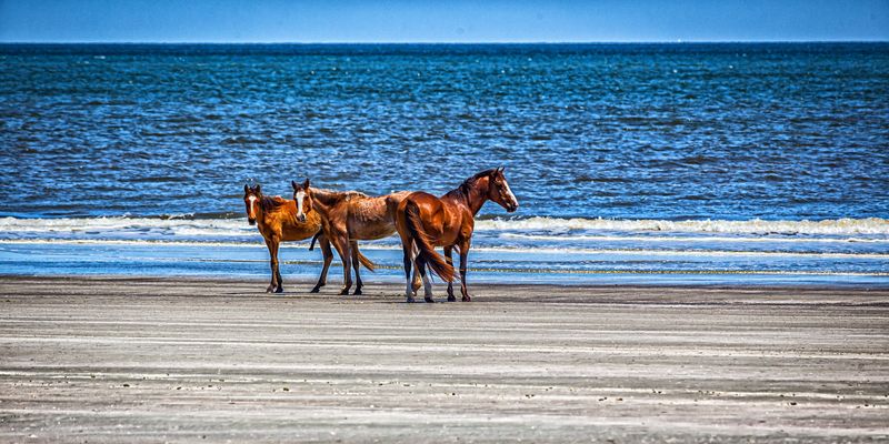Cumberland Island, Georgia