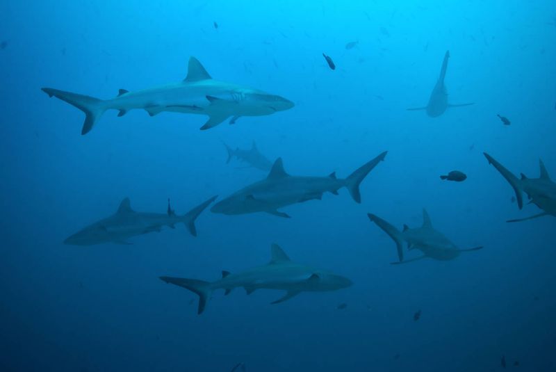 Blue Corner, Palau