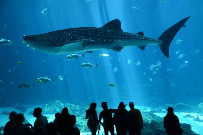 Georgia Aquarium - Atlanta