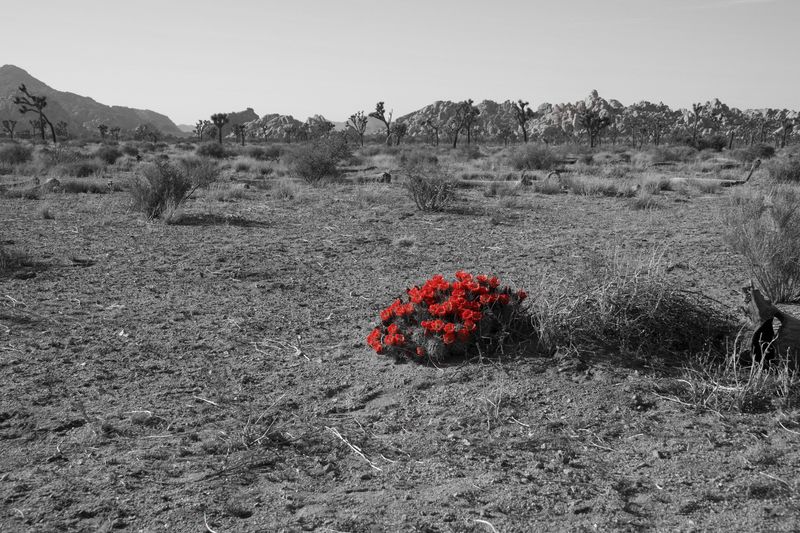 Joshua Tree National Park, California
