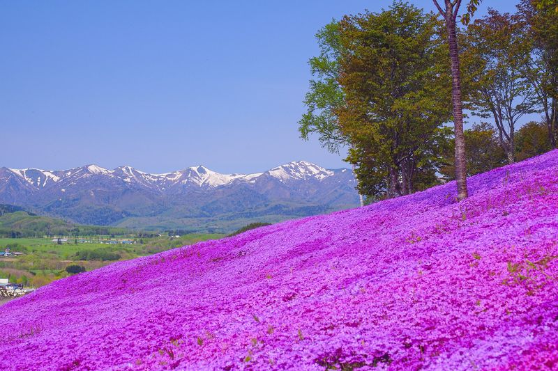 Takinoue Pink Moss Park, Japan