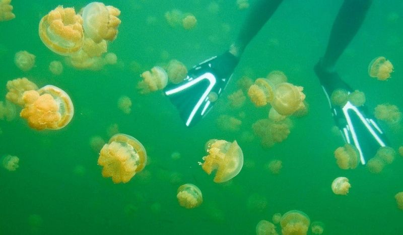 Swim in Jellyfish Lake in Palau