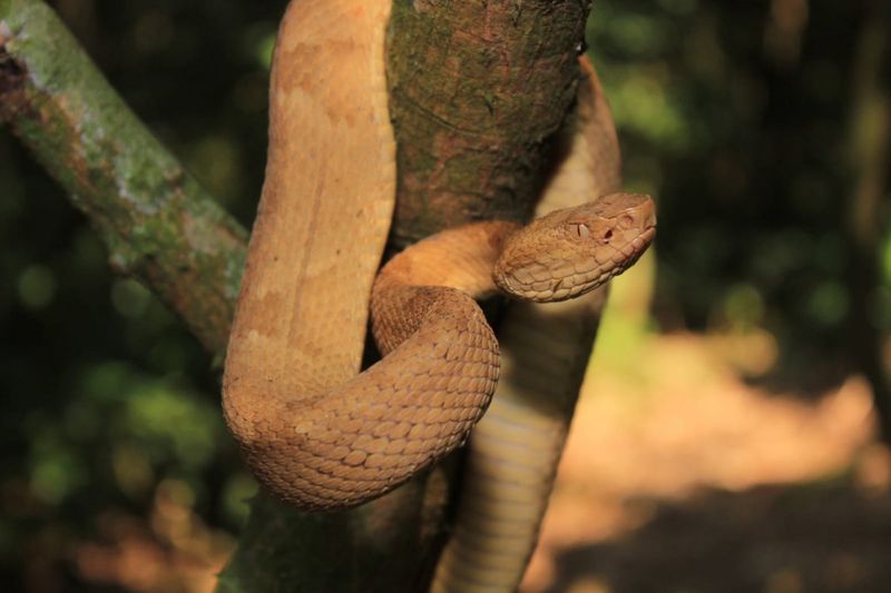 Snake Island's Venomous Residents Made Me Flee