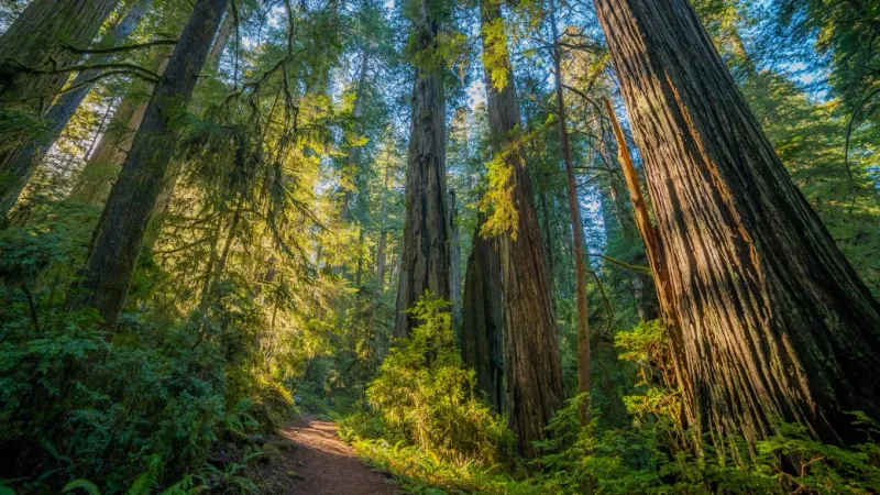 Redwood National and State Parks, California