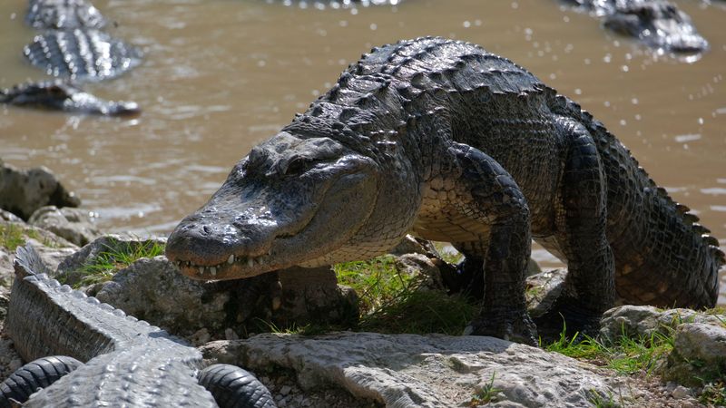 The Florida Everglades