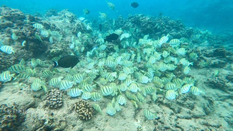 Snorkeling And Swimming