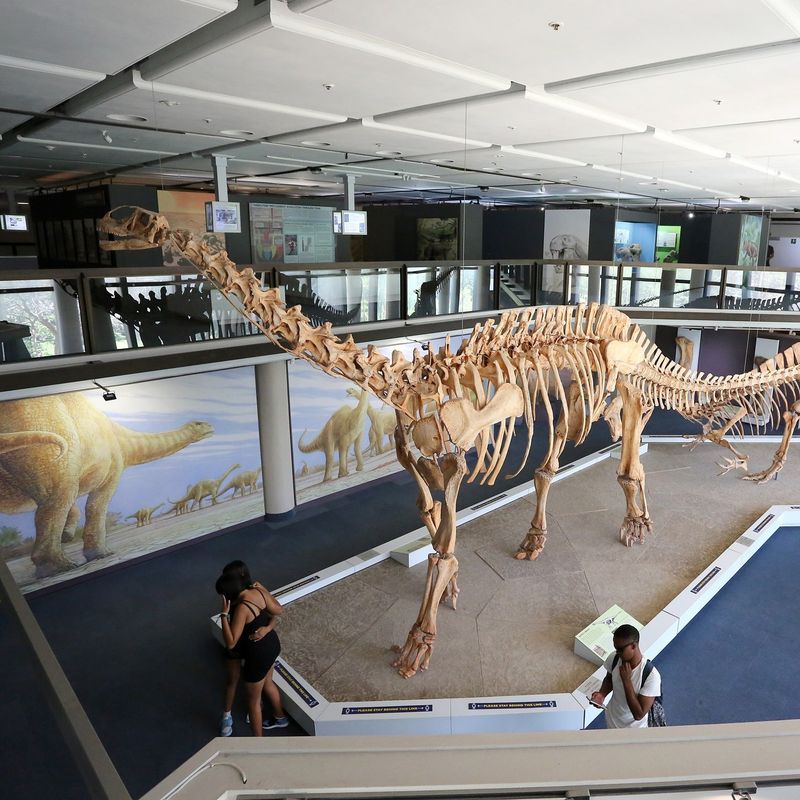 Iziko South African Museum (Cape Town, South Africa)