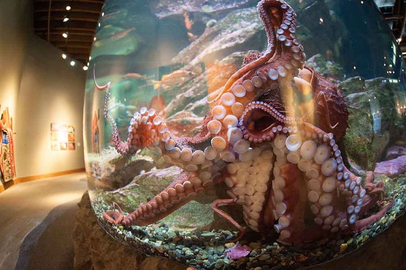 Seattle Aquarium - Washington