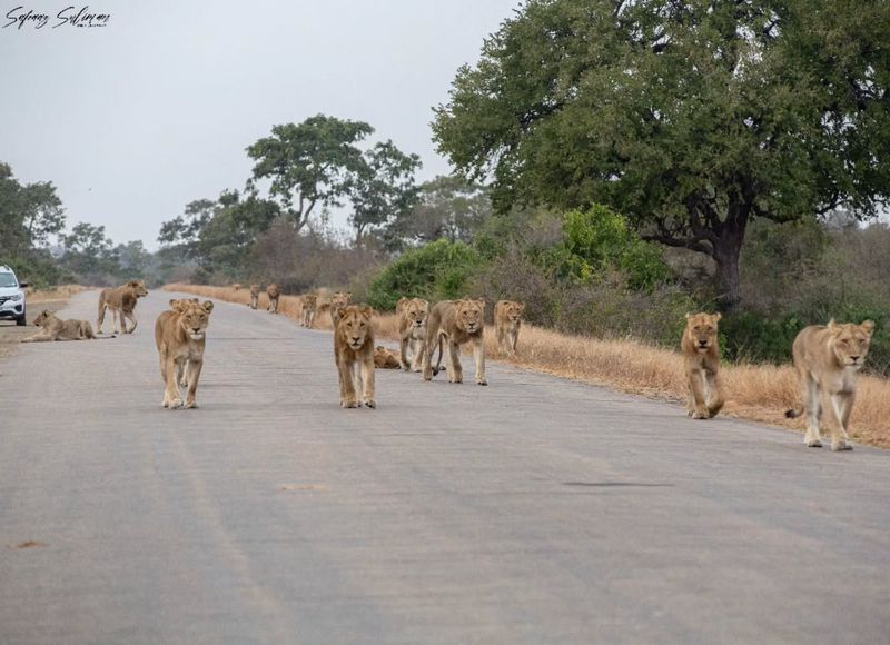 Kruger National Park: Wildlife Paradise